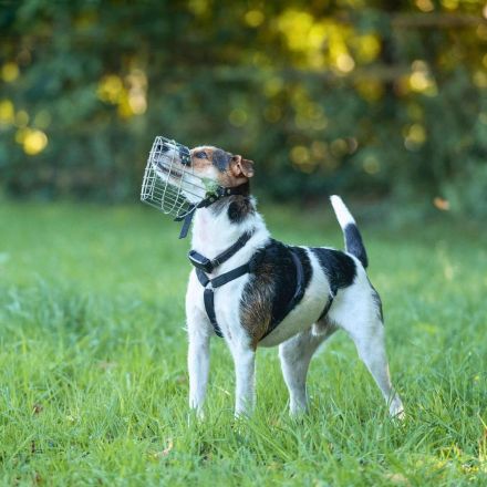 Brezel in 24628 Hartenholm sucht sein Für-immer-Zuhause