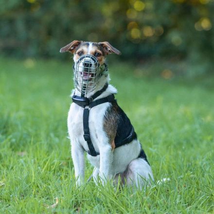 Brezel in 24628 Hartenholm sucht sein Für-immer-Zuhause