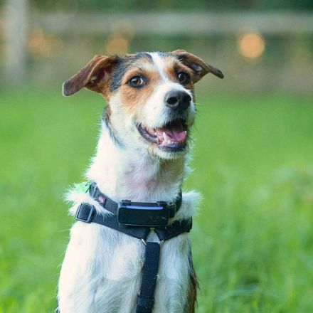 Brezel in 24628 Hartenholm sucht sein Für-immer-Zuhause