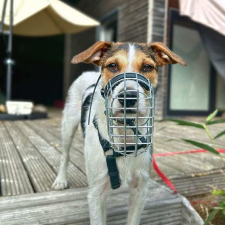 Brezel in 24628 Hartenholm sucht sein Für-immer-Zuhause