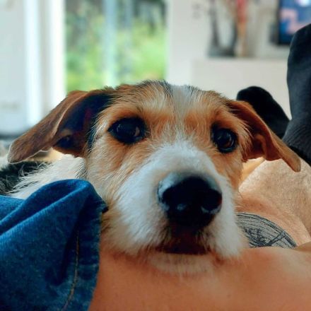 Brezel in 24628 Hartenholm sucht sein Für-immer-Zuhause