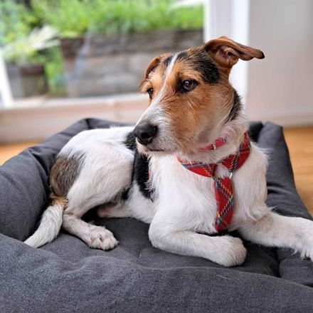 Brezel in 24628 Hartenholm sucht sein Für-immer-Zuhause