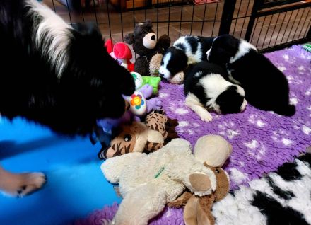 Border Collie Welpen