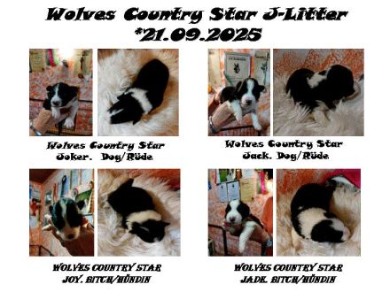 Border Collie Welpen