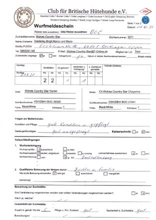 Border Collie Welpen