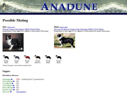 Border Collie Welpen