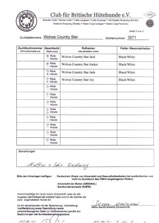 Border Collie Welpen