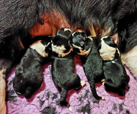 Border Collie Welpen
