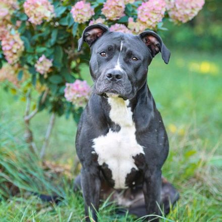 Abby in 24628 Hartenholm sucht ihr Für-immer-Zuhause