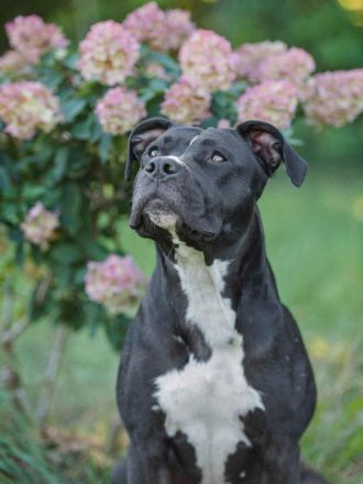 Abby in 24628 Hartenholm sucht ihr Für-immer-Zuhause