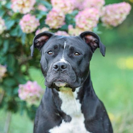 Abby in 24628 Hartenholm sucht ihr Für-immer-Zuhause