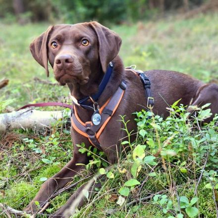 Pippa in 15366 Hoppegarten sucht ihr Für-immer-Zuhause