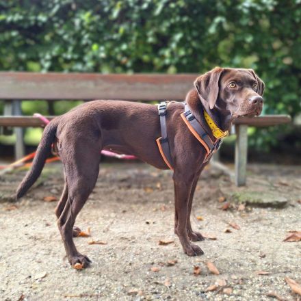 Pippa in 15366 Hoppegarten sucht ihr Für-immer-Zuhause