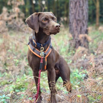 Pippa in 15366 Hoppegarten sucht ihr Für-immer-Zuhause