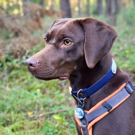 Pippa in 15366 Hoppegarten sucht ihr Für-immer-Zuhause