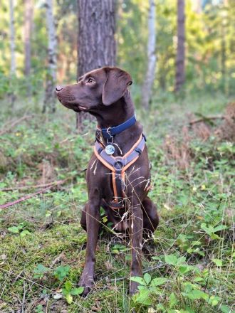 Pippa in 15366 Hoppegarten sucht ihr Für-immer-Zuhause