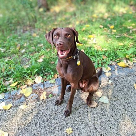 Pippa in 15366 Hoppegarten sucht ihr Für-immer-Zuhause
