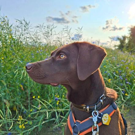 Pippa in 15366 Hoppegarten sucht ihr Für-immer-Zuhause
