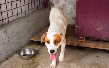 Peter sucht sein Zuhause