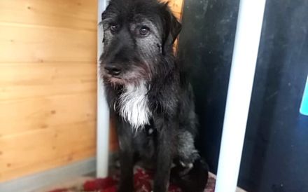 Mr. Tom sucht ein ruhiges Zuhause zum Ankommen