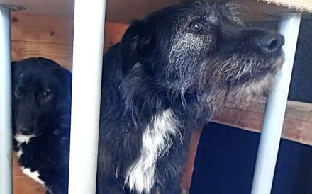 Mr. Tom sucht ein ruhiges Zuhause zum Ankommen