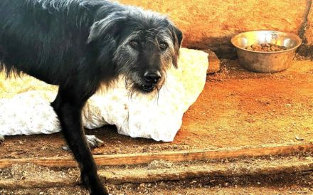 Mr. Tom sucht ein ruhiges Zuhause zum Ankommen