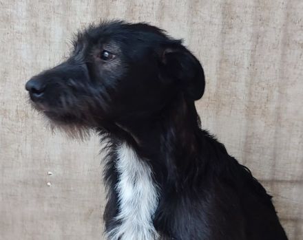 Mr. Tom sucht ein ruhiges Zuhause zum Ankommen