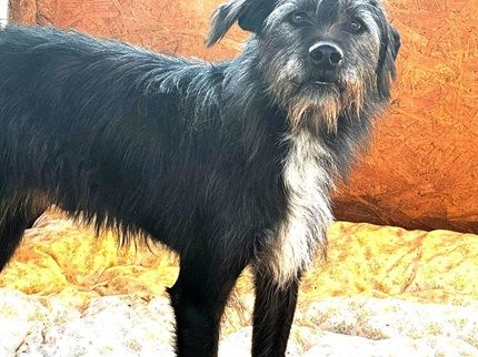 Mr. Tom sucht ein ruhiges Zuhause zum Ankommen