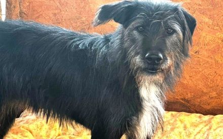 Mr. Tom sucht ein ruhiges Zuhause zum Ankommen