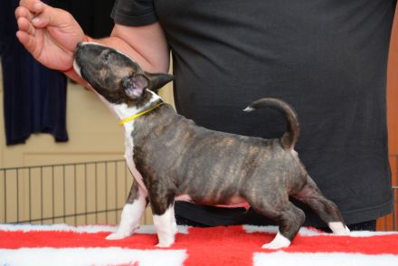 Bullterrier Welpen aus FCI-Zucht abzugeben