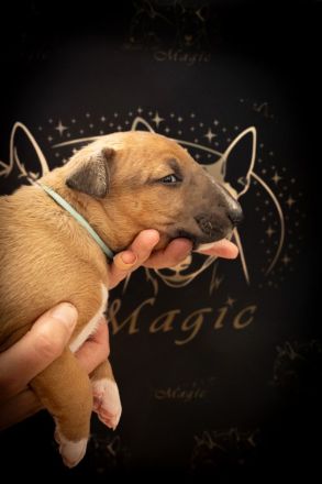 Bullterrier Welpen aus FCI-Zucht abzugeben