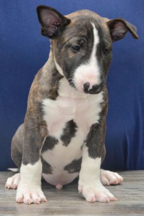 Bullterrier Welpen aus FCI-Zucht abzugeben