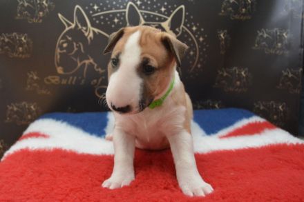 Bullterrier Welpen aus FCI-Zucht abzugeben