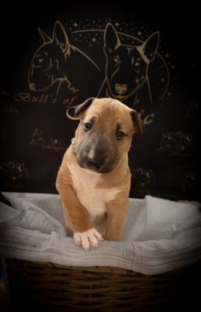 Bullterrier Welpen aus FCI-Zucht abzugeben