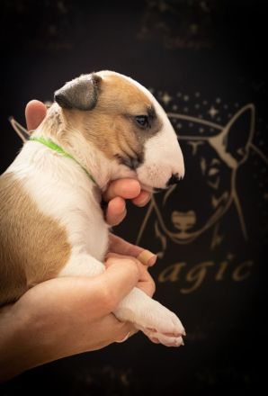 Bullterrier Welpen aus FCI-Zucht abzugeben