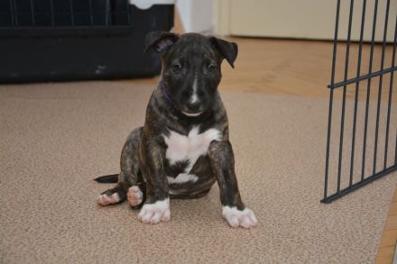 Bullterrier Welpen aus FCI-Zucht abzugeben