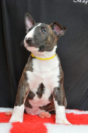 Bullterrier Welpen aus FCI-Zucht abzugeben