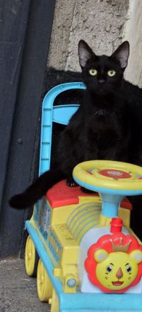 Morle sucht für immer zuhause