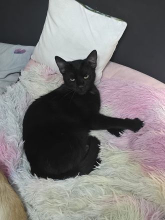 Morle sucht für immer zuhause