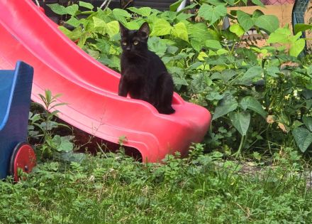 Morle sucht für immer zuhause