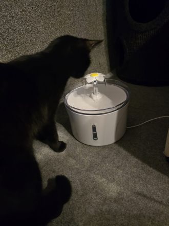 Morle sucht für immer zuhause