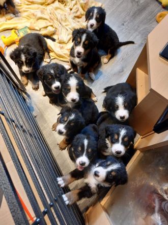 Berna Sennenhund Welpen aus Hobbyzucht