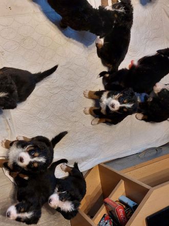 Berna Sennenhund Welpen aus Hobbyzucht