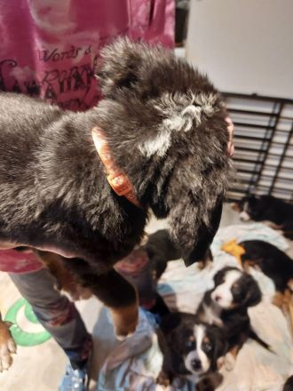 Berna Sennenhund Welpen aus Hobbyzucht