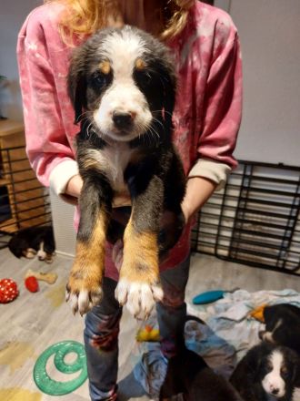Berna Sennenhund Welpen aus Hobbyzucht