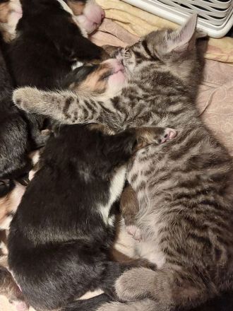 Berna Sennenhund Welpen aus Hobbyzucht