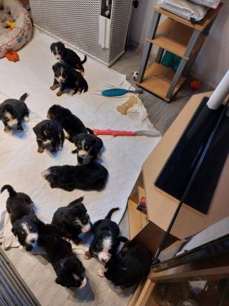 Berna Sennenhund Welpen aus Hobbyzucht