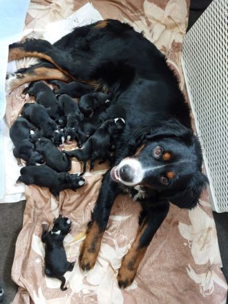 Berna Sennenhund Welpen aus Hobbyzucht