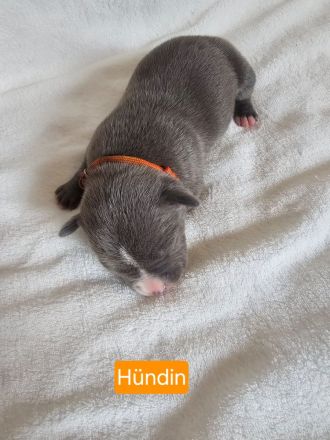 American Bully Welpen