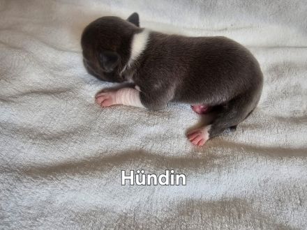 American Bully Welpen